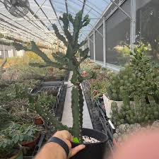 Image result for Euphorbia torta