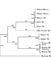 We did not find results for: Ebola Classification And Taxonomy