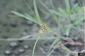 Image result for Pycreus flavidus