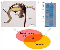 We did not find results for: An Integrated Transcriptomic And Proteomic Approach To Identify The Main Torymus Sinensis Venom Components Scientific Reports