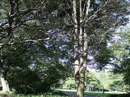 Image result for Ptaeroxylaceae