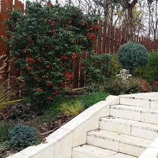 De obicei, floarea are cinci petale albe cu centrul galben. Amenajari Gradini Cluj Napoca