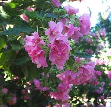 Image result for Dombeya