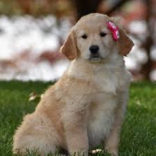 Golden retriever puppies oregon washington. Cindy Golden Retriever Puppy 619318 Puppyspot