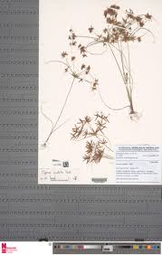 Image result for Cyperus amabilis