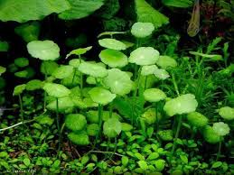 Image result for Hydrocotyle mannii