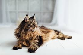 Failure to invest time upfront in finding suitable registered maine coon. Maine Coon Great Pet Care