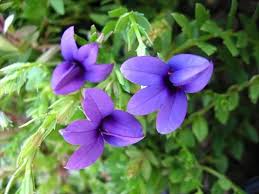 Image result for Monopsis