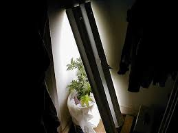 Fluorescent plant and aquarium grow tube light bulbwith 57 reviews. Growing Marijuana With Fluorescent Light Bulbs Growing Cannabis Under Tl Light