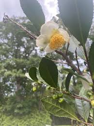 Image result for Camellia sinensis