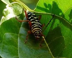 Image result for Micractis bojeri