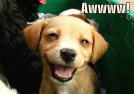 Horse open mouth funny smiling picture. 32 Pictures That Will Make You Say Awwwwwwww Smiling Animals Smiling Dogs Happy Dogs