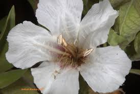 Image result for Petalidium bracteatum