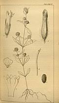 Image result for Platostoma dilungense