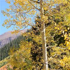 Select from 11,754 premium aspen tree of the highest quality. Quaking Aspen Tree On The Tree Guide At Arborday Org