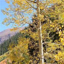 In response to the national endowment for the arts report on reading in america, we're asking what are you reading, new york? Quaking Aspen Tree On The Tree Guide At Arborday Org