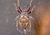 Brown Garden Orb Weaver Spider