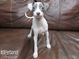 Text and emails welcomed, but will not sell via text or email alone. Italian Greyhound Puppies Petland Frisco Tx