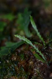 Image result for Cochlidium