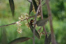 During spring, when other plants and flowers haven't bloomed yet, fruit trees can provide massive amounts. Bee Honey Bee Olive Tree Flowers Tree Pollination Pollen Insect Piqsels