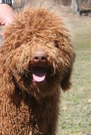 Puppies do *not* go home to their families until a minimum of 8 weeks of age. Barkley Standard Poodle Poodle Hair Poodle