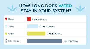 How Long Does Weed (Marijuana) Stay In Your System | Priory