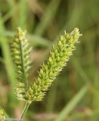 Image result for Eleusine coracana