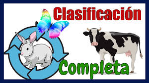 Imágenes de animales con cubiertas de piel que coincidan con las muestras a continuación (consulta consejos de la lección) piezas de telas peludas con estampado de animal como cebra, leopardo, tigre, etc. Clasificacion De Los Animales Segun Su Alimentacion Habitat Reproduccion Y Esqueleto Youtube