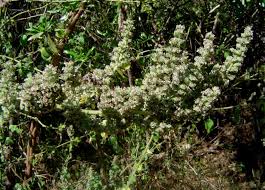 Image result for Mesosphaerum pectinatum