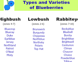 Types And Varieties Of Blueberries Grow Blueberries Blueberry Varieties Growing Blueberries