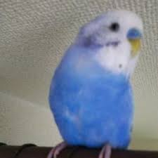 千葉県のインコ 助け合い ジモティー