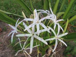 Image result for Crinum paludosum