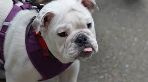 English bulldogs are not only an adorable breed but also a strong one. Best Harnesses For English Bulldogs Ratings Reviews