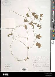 Image result for Dolichos trilobus