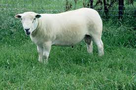 This is a 3 minutes condensed version of the 20 minutes documentary about the round texel race. Epingle Sur Races Ovines France