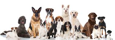 The company only rapidly grew since the second generation of the ng family took over in 1995. Pet Lovers Linkedin