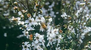 To get rid of bees in hydrangea trees plant another bed of flowers to attract the bees to a different location away from the plant. Manuka Honey How It S Made Comvita Official Website Uk
