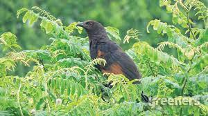 Donlot suara burung bubut jawa mp3; Download Suara Burung Dudut Betina Download Suara Burung Bubut Mp3 Mp4 3gp Flv Download Lagu Mp3 Gratis Download Suara Burung Mp3 Masteran Pancingan Terapi Vareasi Kicauan Dan Terlengkap Dan Mudah
