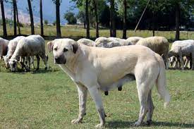 Gegen bullen gezüchtet, ausgebildet und eingesetzt wurden. Kangal Eigene Rasse Oder Hirtenhund Schlag Mydog365 Magazin