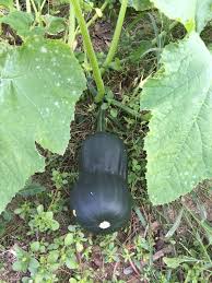 Maybe you would like to learn more about one of these? Pin On Gardening And Tree Growing