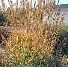 Image result for Sorghastrum