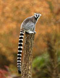 Pin By Bartus Alpar On Animals Animals Beautiful Lemur Animals