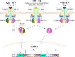 This uses podger's 79 unlock.you can find more information on this here:. Interferon Pathway In Sle One Key To Unlocking The Mystery Of The Disease Lupus Science Medicine