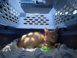 Online, article, story, explanation, suggestion, youtube. Choosing The Right Cat Carrier Animal Hospital Of North Asheville