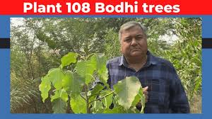 Check spelling or type a new query. Plant 108 Bodhi Trees Peepal Baba Youtube
