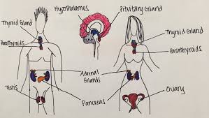 Pediatrice Endocrine