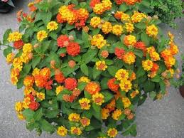 Per decorare e abbellire il proprio balcone, che altrimenti sarebbe triste e anonimo, scegliete delle piante pendenti che doneranno un aspetto meraviglioso e grintoso alla vostra casa. Piante Resistenti Al Sole Piante Da Terrazzo Piante Che Resistono Al Sole