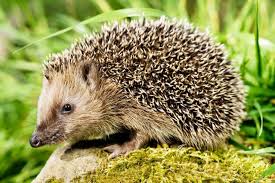 9 Choses A Savoir Sur Le Herisson Animal Indispensable Du Jardin En 2020 Animaux Exotiques Animaux Herisson