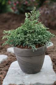 Dwarf sawara cypress varieties grow well in containers when planted in well. Chamaecyparis Pisifera Baby Blue Bcm Baumschule Christoph Marken
