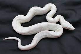 1st Choice Boas Born Here Cute Snake Boa Constrictor Red Tail Boa